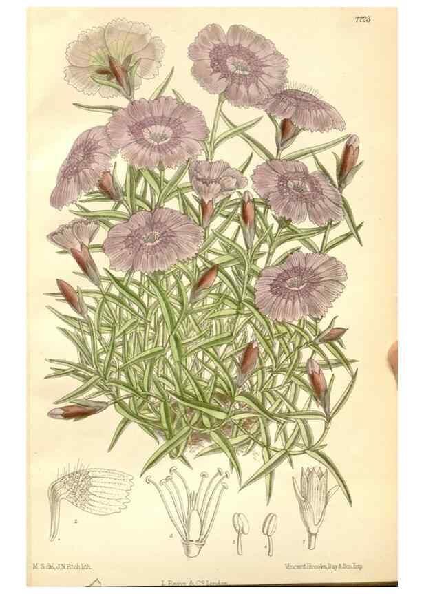 Reproducción/Reproduction 35271284262: Curtis's botanical magazine.. London ; New York [etc.] :Academic Press [etc.]