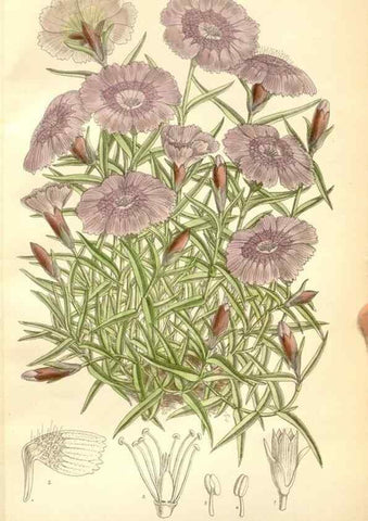 Reproducción/Reproduction 35271284262: Curtis's botanical magazine.. London ; New York [etc.] :Academic Press [etc.]
