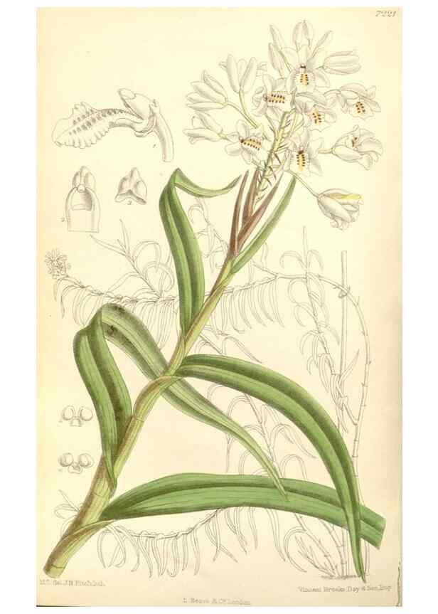 Reproducción/Reproduction 35271279982: Curtis's botanical magazine.. London ; New York [etc.] :Academic Press [etc.]