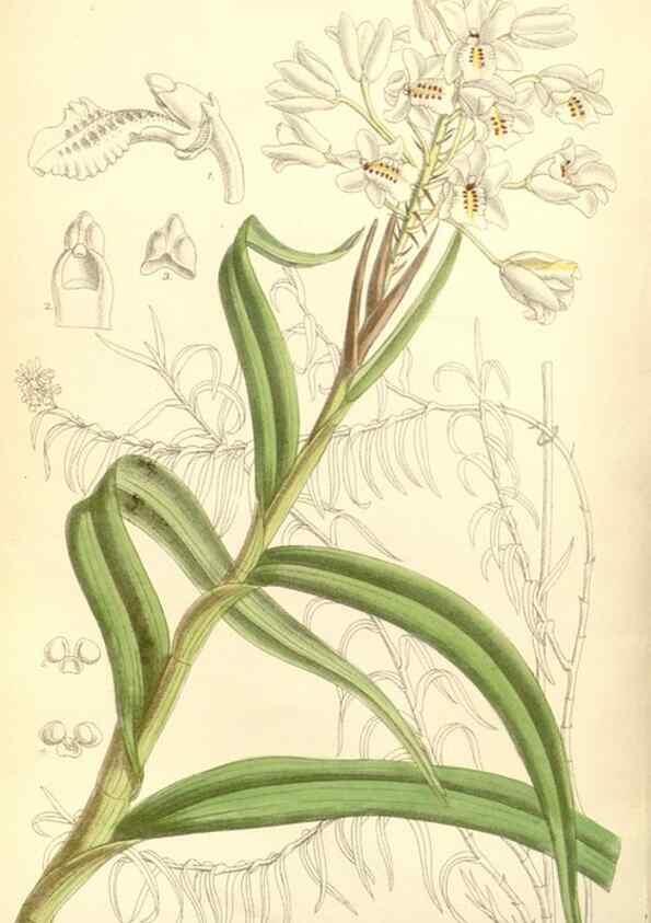 Reproducción/Reproduction 35271279982: Curtis's botanical magazine.. London ; New York [etc.] :Academic Press [etc.]