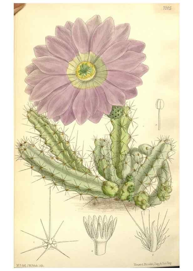 Reproducción/Reproduction 34627782423: Curtis's botanical magazine.. London ; New York [etc.] :Academic Press [etc.]