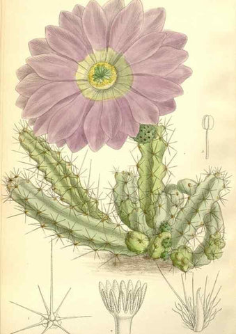 Reproducción/Reproduction 34627782423: Curtis's botanical magazine.. London ; New York [etc.] :Academic Press [etc.]