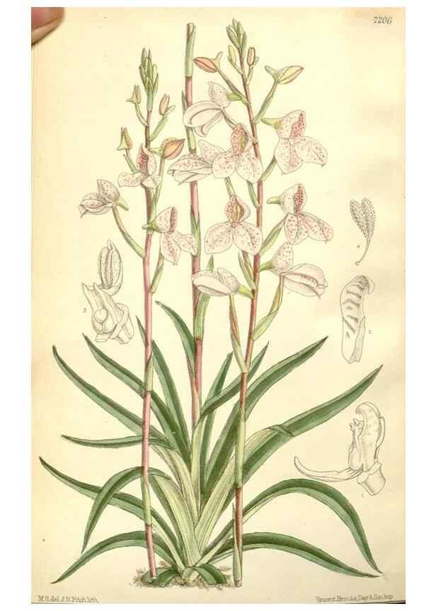 Reproducción/Reproduction 35050651290: Curtis's botanical magazine.. London ; New York [etc.] :Academic Press [etc.]
