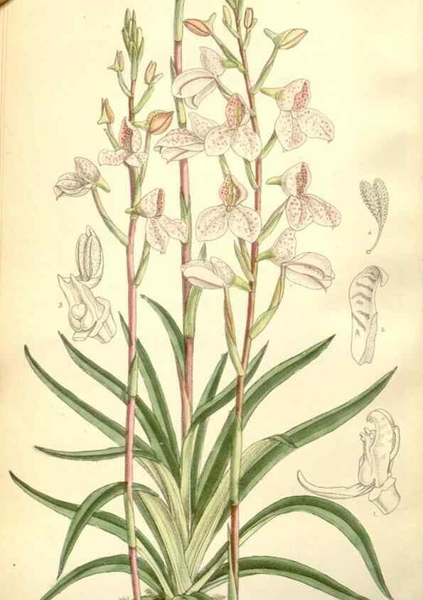 Reproducción/Reproduction 35050651290: Curtis's botanical magazine.. London ; New York [etc.] :Academic Press [etc.]