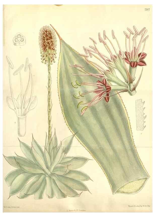 Reproducción/Reproduction 35050652750: Curtis's botanical magazine.. London ; New York [etc.] :Academic Press [etc.]
