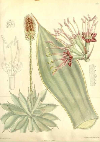 Reproducción/Reproduction 35050652750: Curtis's botanical magazine.. London ; New York [etc.] :Academic Press [etc.]