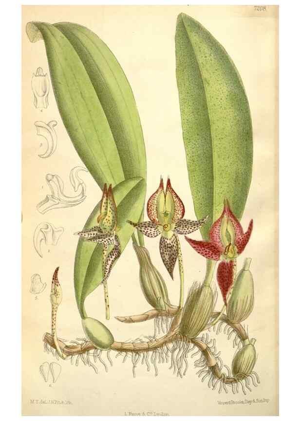 Reproducción/Reproduction 35050655100: Curtis's botanical magazine.. London ; New York [etc.] :Academic Press [etc.]