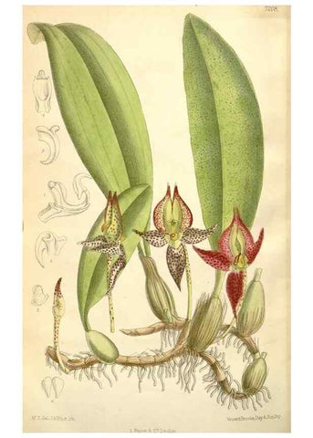 Reproducción/Reproduction 35050655100: Curtis's botanical magazine.. London ; New York [etc.] :Academic Press [etc.]