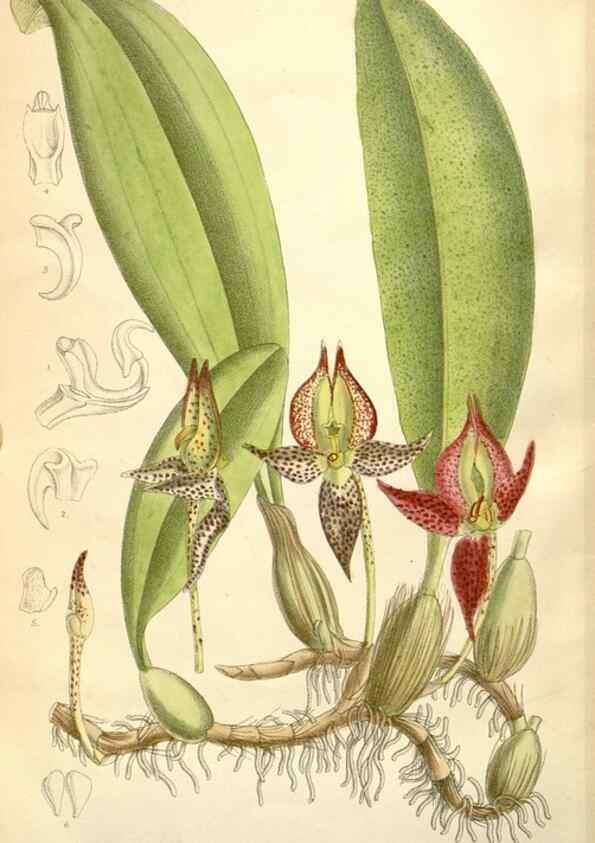 Reproducción/Reproduction 35050655100: Curtis's botanical magazine.. London ; New York [etc.] :Academic Press [etc.]