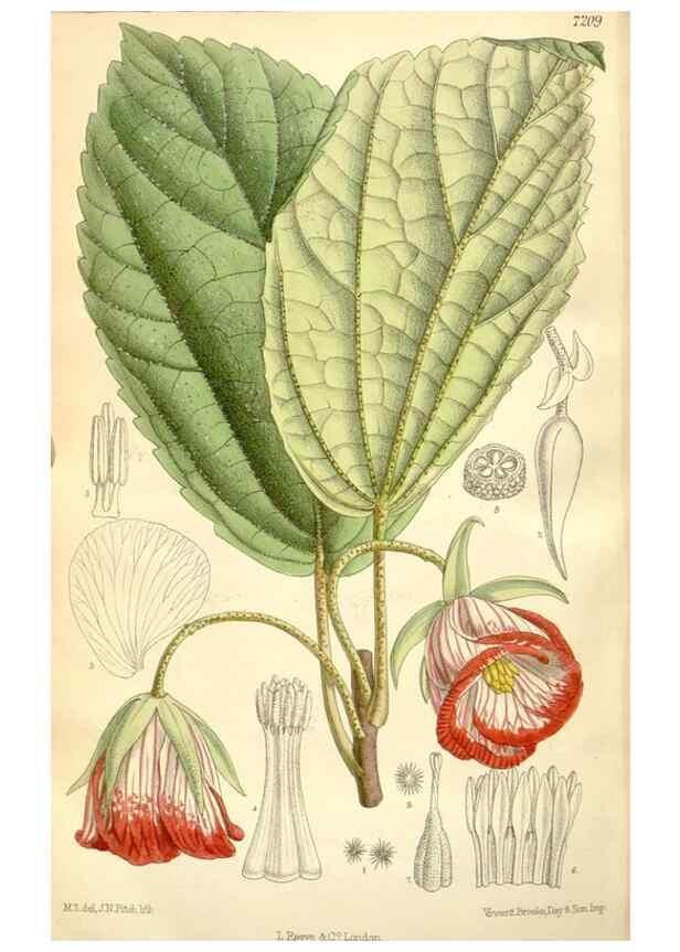 Reproducción/Reproduction 35308130511: Curtis's botanical magazine.. London ; New York [etc.] :Academic Press [etc.]