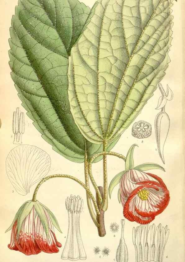 Reproducción/Reproduction 35308130511: Curtis's botanical magazine.. London ; New York [etc.] :Academic Press [etc.]