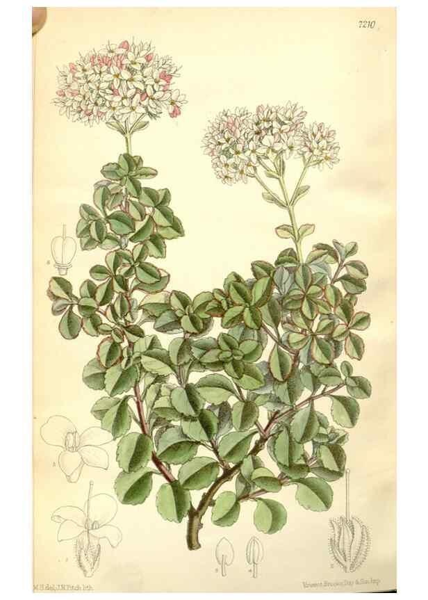 Reproducción/Reproduction 35308131561: Curtis's botanical magazine.. London ; New York [etc.] :Academic Press [etc.]