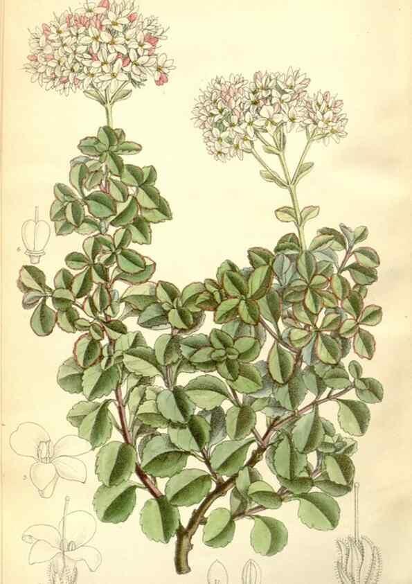 Reproducción/Reproduction 35308131561: Curtis's botanical magazine.. London ; New York [etc.] :Academic Press [etc.]