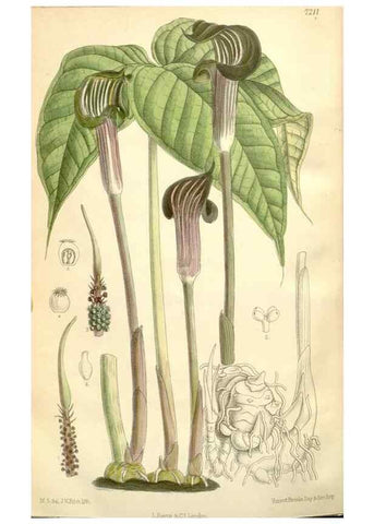 Reproducción/Reproduction 34595854024: Curtis's botanical magazine.. London ; New York [etc.] :Academic Press [etc.]