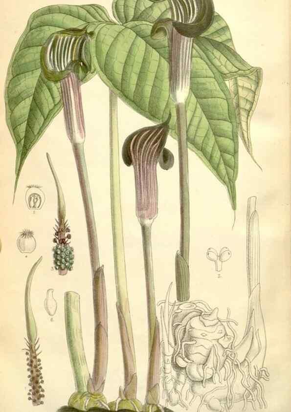 Reproducción/Reproduction 34595854024: Curtis's botanical magazine.. London ; New York [etc.] :Academic Press [etc.]