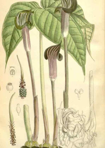 Reproducción/Reproduction 34595854024: Curtis's botanical magazine.. London ; New York [etc.] :Academic Press [etc.]