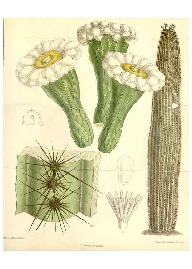 Reproducción/Reproduction 35271281612: Curtis's botanical magazine.. London ; New York [etc.] :Academic Press [etc.]