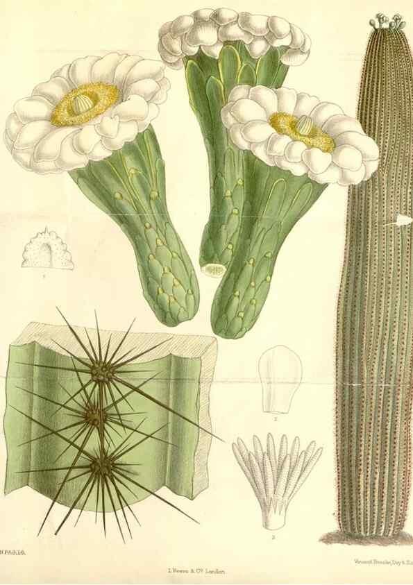 Reproducción/Reproduction 35271281612: Curtis's botanical magazine.. London ; New York [etc.] :Academic Press [etc.]
