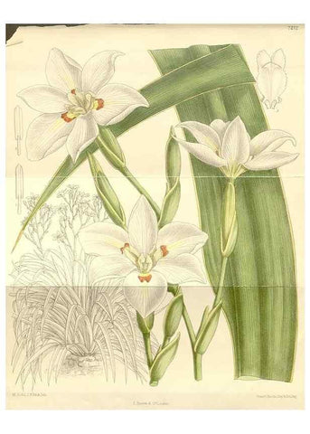 Reproducción/Reproduction 35398154816: Curtis's botanical magazine.. London ; New York [etc.] :Academic Press [etc.]