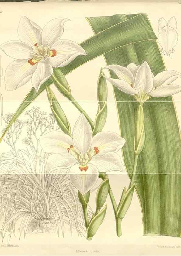 Reproducción/Reproduction 35398154816: Curtis's botanical magazine.. London ; New York [etc.] :Academic Press [etc.]