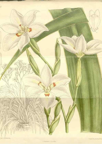 Reproducción/Reproduction 35398154816: Curtis's botanical magazine.. London ; New York [etc.] :Academic Press [etc.]