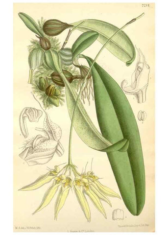 Reproducción/Reproduction 35398159356: Curtis's botanical magazine.. London ; New York [etc.] :Academic Press [etc.]