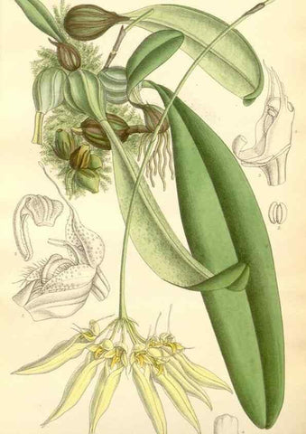 Reproducción/Reproduction 35398159356: Curtis's botanical magazine.. London ; New York [etc.] :Academic Press [etc.]