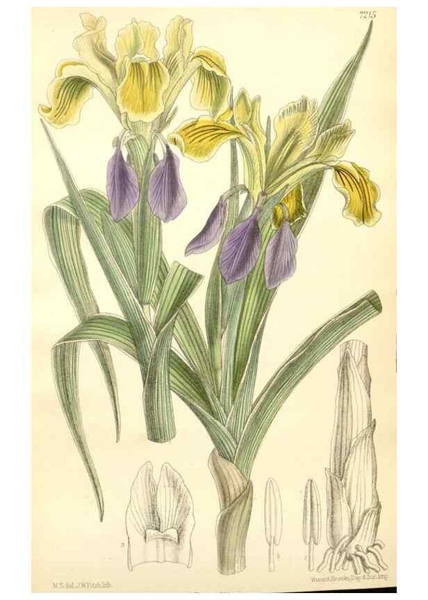 Reproducción/Reproduction 35398161826: Curtis's botanical magazine.. London ; New York [etc.] :Academic Press [etc.]