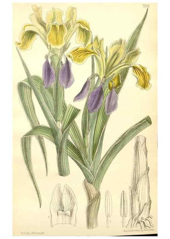 Reproducción/Reproduction 35398161826: Curtis's botanical magazine.. London ; New York [etc.] :Academic Press [etc.]