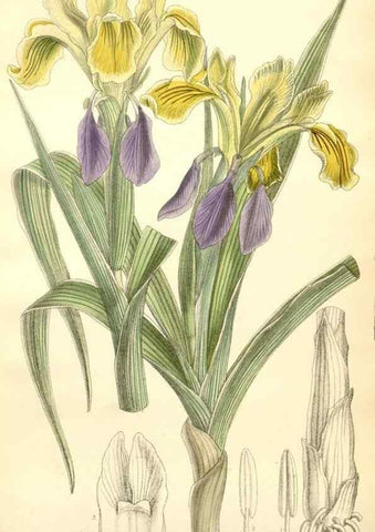 Reproducción/Reproduction 35398161826: Curtis's botanical magazine.. London ; New York [etc.] :Academic Press [etc.]