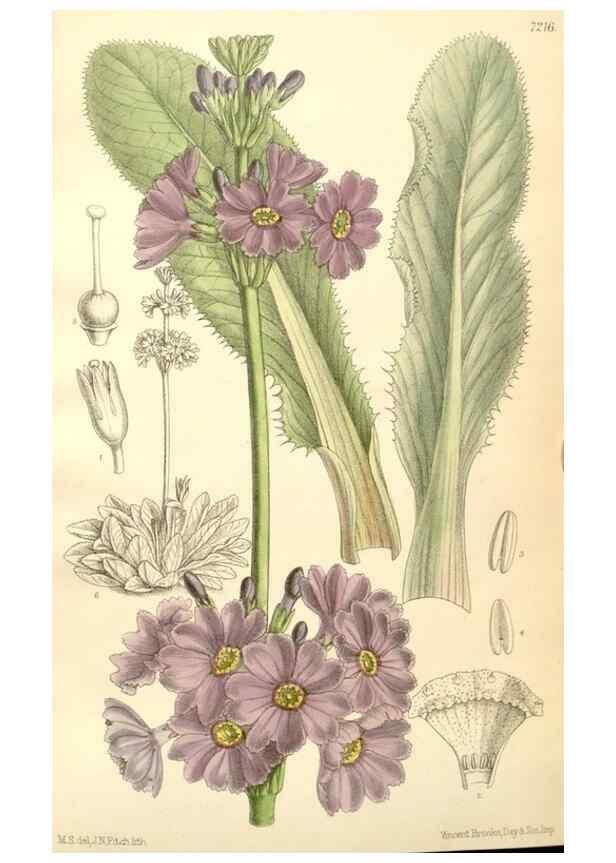 Reproducción/Reproduction 35398164036: Curtis's botanical magazine.. London ; New York [etc.] :Academic Press [etc.]