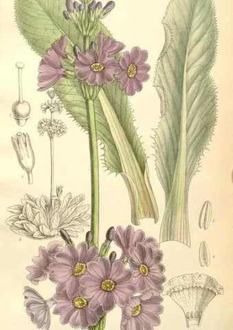 Reproducción/Reproduction 35398164036: Curtis's botanical magazine.. London ; New York [etc.] :Academic Press [etc.]