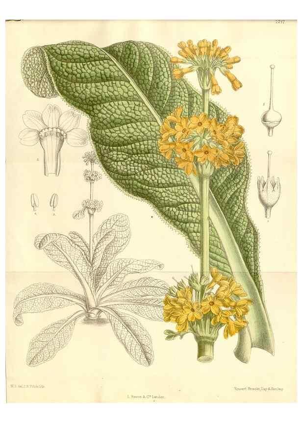 Reproducción/Reproduction 35398165606: Curtis's botanical magazine.. London ; New York [etc.] :Academic Press [etc.]