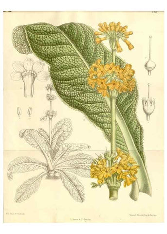 Reproducción/Reproduction 35398165606: Curtis's botanical magazine.. London ; New York [etc.] :Academic Press [etc.]
