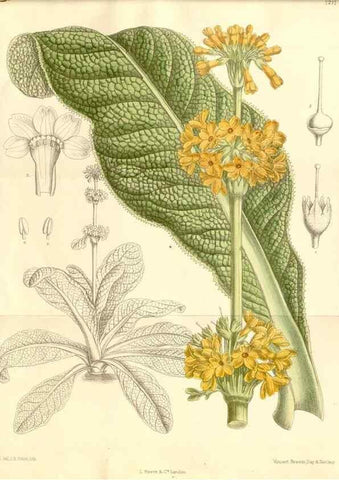 Reproducción/Reproduction 35398165606: Curtis's botanical magazine.. London ; New York [etc.] :Academic Press [etc.]