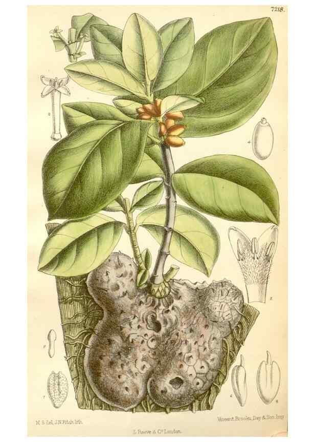 Reproducción/Reproduction 35398167426: Curtis's botanical magazine.. London ; New York [etc.] :Academic Press [etc.]