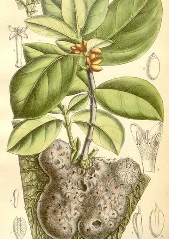 Reproducción/Reproduction 35398167426: Curtis's botanical magazine.. London ; New York [etc.] :Academic Press [etc.]