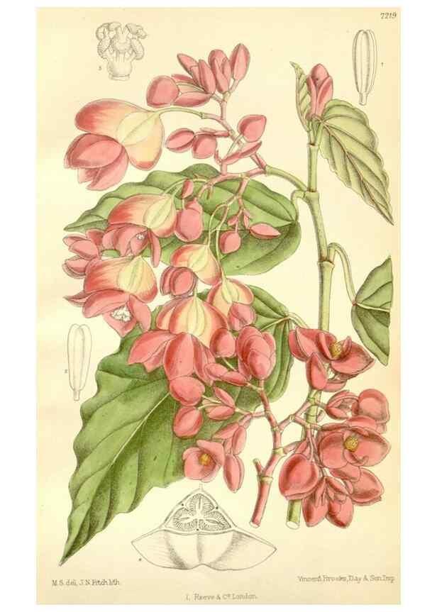 Reproducción/Reproduction 35398168886: Curtis's botanical magazine.. London ; New York [etc.] :Academic Press [etc.]