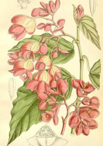 Reproducción/Reproduction 35398168886: Curtis's botanical magazine.. London ; New York [etc.] :Academic Press [etc.]