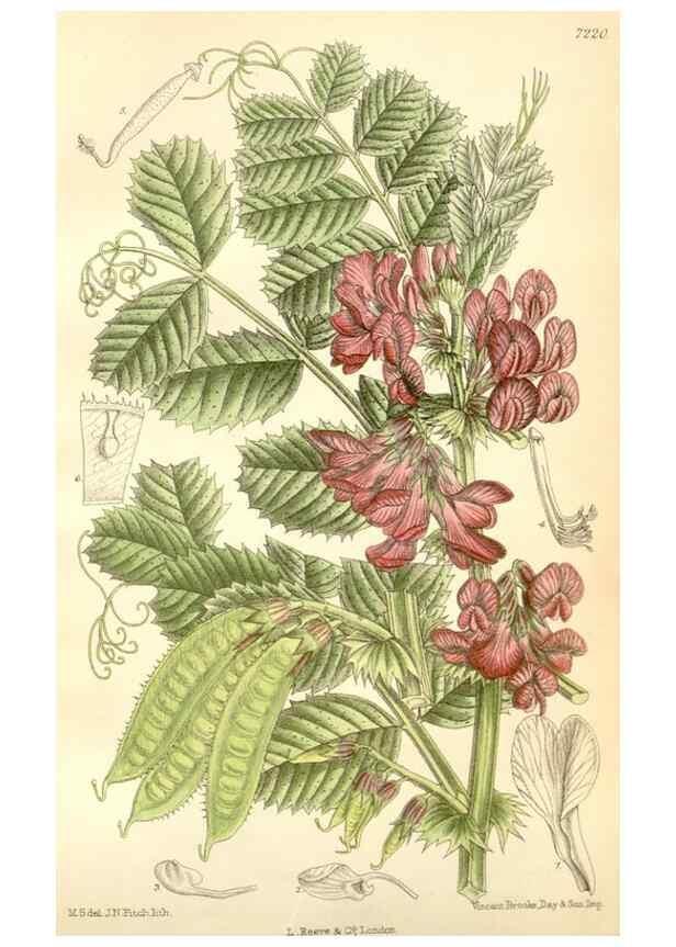 Reproducción/Reproduction 35271278052: Curtis's botanical magazine.. London ; New York [etc.] :Academic Press [etc.]
