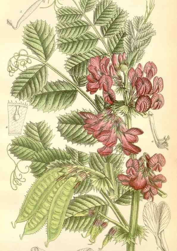 Reproducción/Reproduction 35271278052: Curtis's botanical magazine.. London ; New York [etc.] :Academic Press [etc.]