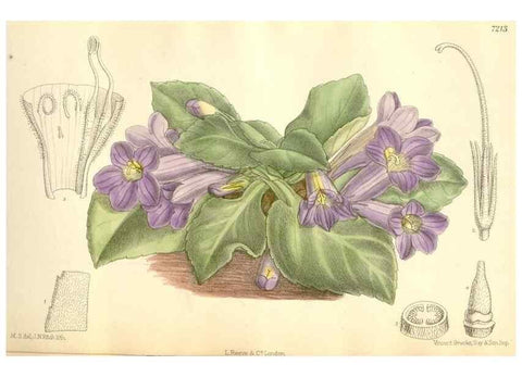 Reproducción/Reproduction 35398157006: Curtis's botanical magazine.. London ; New York [etc.] :Academic Press [etc.]