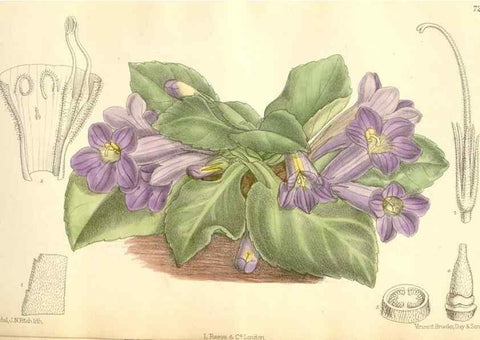 Reproducción/Reproduction 35398157006: Curtis's botanical magazine.. London ; New York [etc.] :Academic Press [etc.]