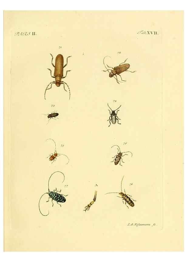 Reproducción/Reproduction 35972516190: J.E. Voet. M Doct. Catalogus systematicus coleopterorum =. À la Haye :Chez G. Bakhusen,[1804]-1806.