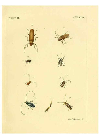Reproducción/Reproduction 35972516190: J.E. Voet. M Doct. Catalogus systematicus coleopterorum =. À la Haye :Chez G. Bakhusen,[1804]-1806.