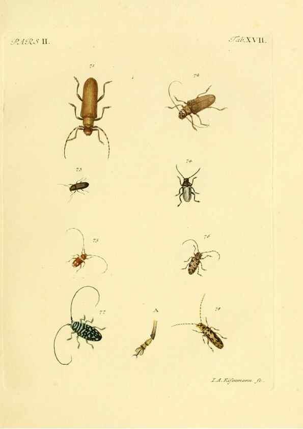 Reproducción/Reproduction 35972516190: J.E. Voet. M Doct. Catalogus systematicus coleopterorum =. À la Haye :Chez G. Bakhusen,[1804]-1806.
