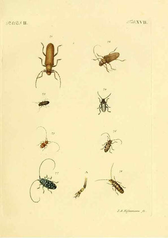 Reproducción/Reproduction 35972516190: J.E. Voet. M Doct. Catalogus systematicus coleopterorum =. À la Haye :Chez G. Bakhusen,[1804]-1806.