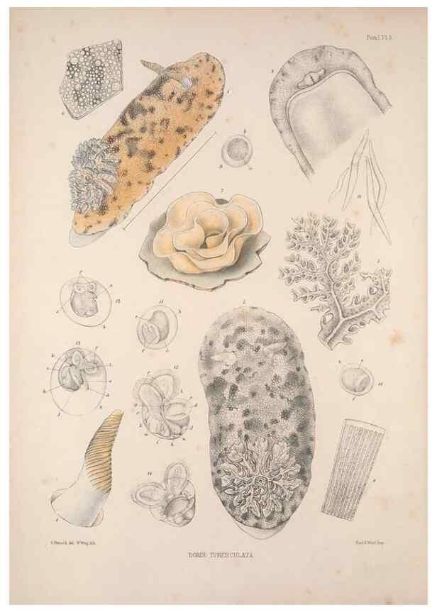 Reproducción/Reproduction 35633190085: A monograph of the British nudibranchiate Mollusca :. London :Printed for the Ray Society,1845-1910.