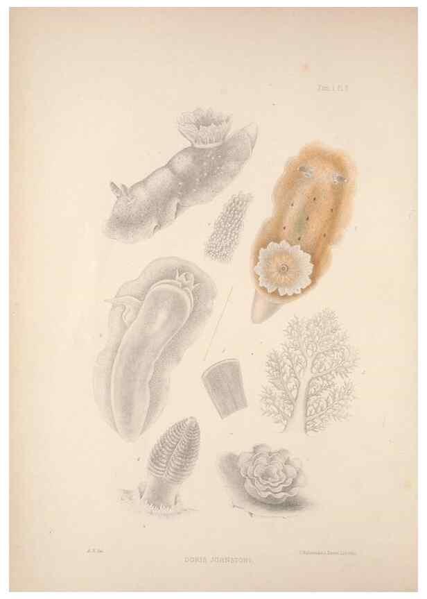 Reproducción/Reproduction 35594097776: A monograph of the British nudibranchiate Mollusca :. London :Printed for the Ray Society,1845-1910.