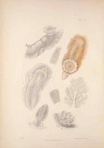 Reproducción/Reproduction 35594097776: A monograph of the British nudibranchiate Mollusca :. London :Printed for the Ray Society,1845-1910.